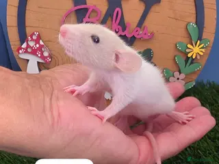 Rat rodents Baby Dwarf Rats Boys - Advert 1