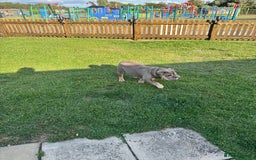 English Bulldog dogs for sale: Beautiful female pedigree bulldog  - Image 6