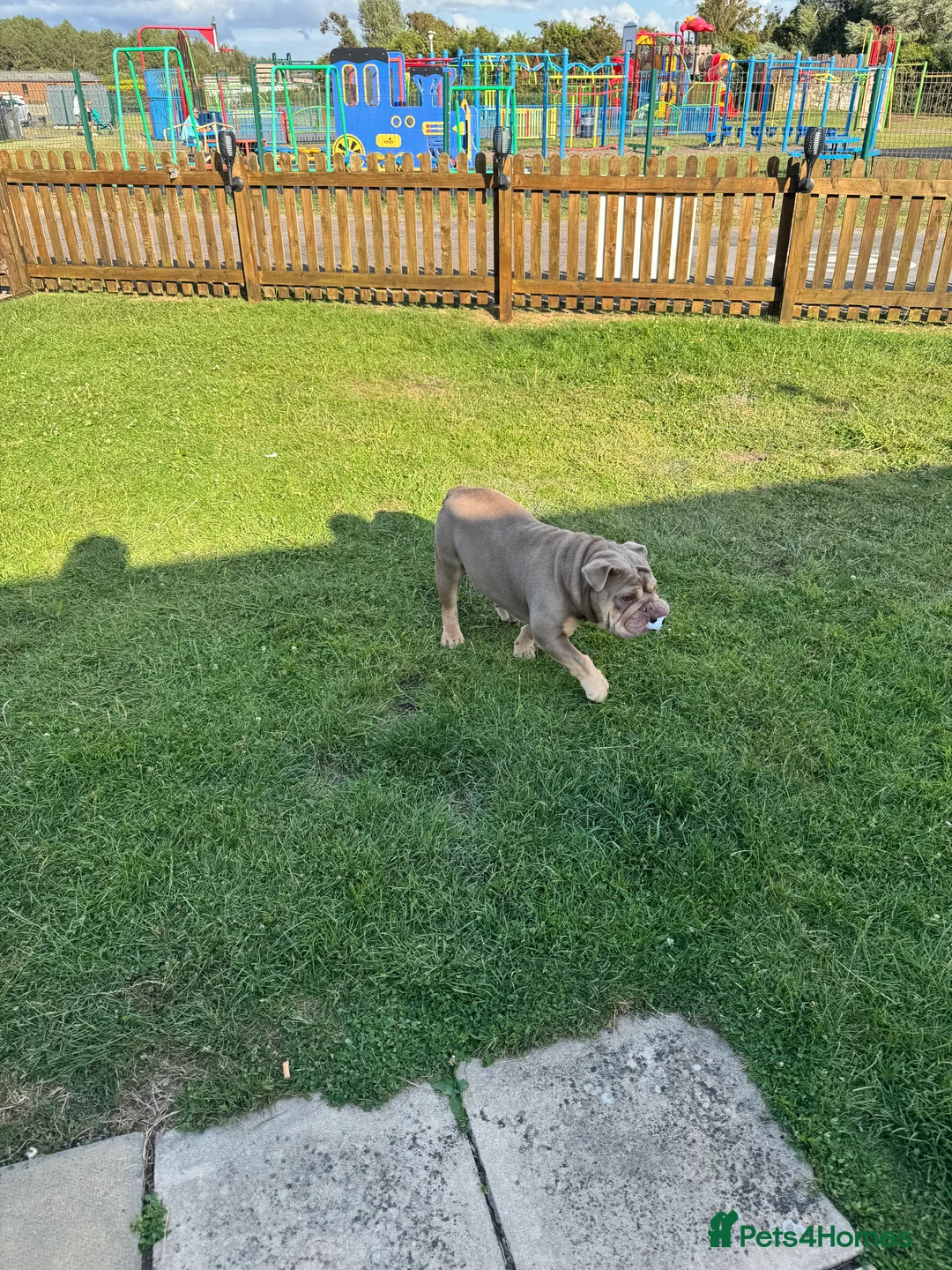 English Bulldog dogs for sale: Beautiful female pedigree bulldog  - Advert 6