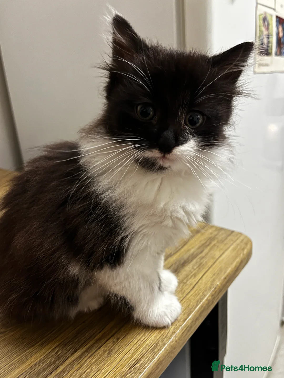 British Longhair cats for sale: Three beautiful kittens & two 7month old females  - Advert 8