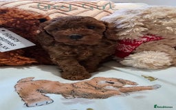 Cavapoo dogs for sale: Gorgeous Health Tested Cavapoo F1B Puppies - Image 17