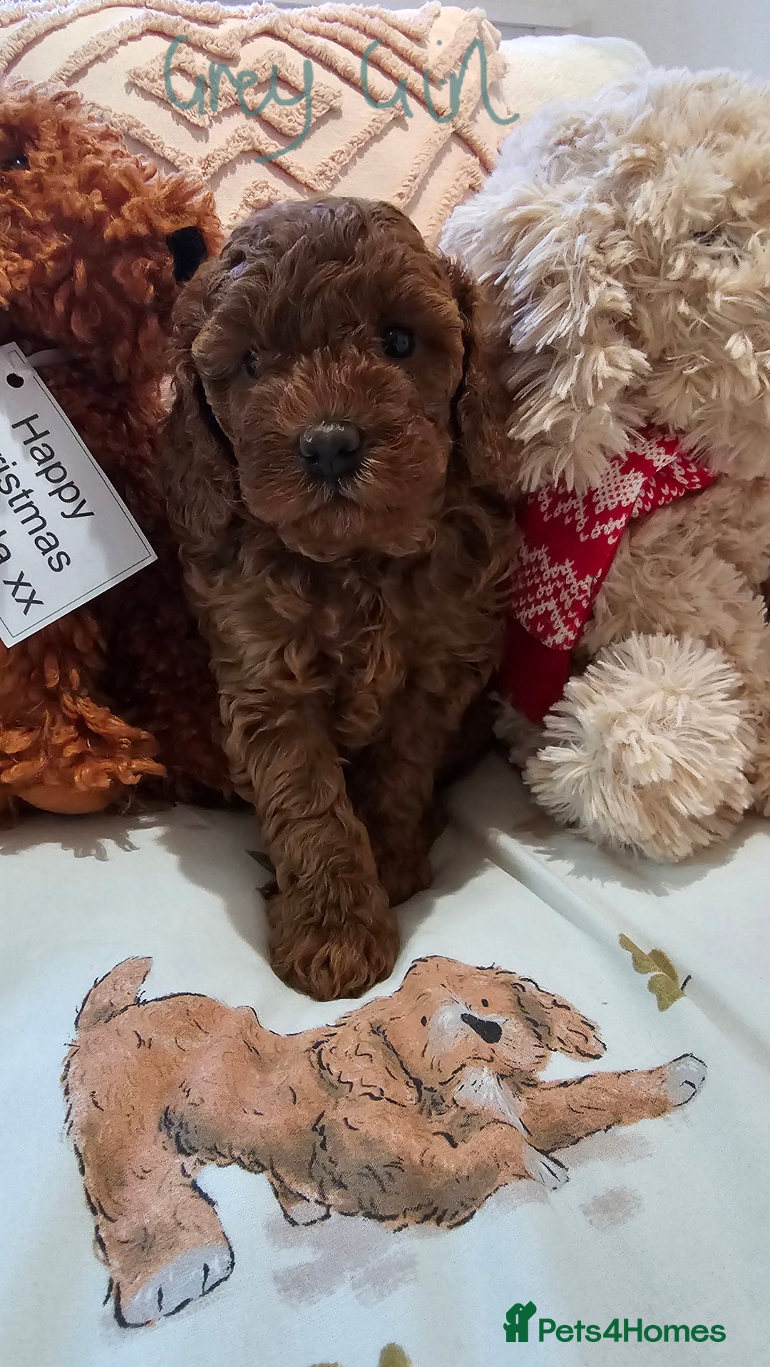Cavapoo dogs for sale: Gorgeous Health Tested Cavapoo F1B Puppies - Image 17
