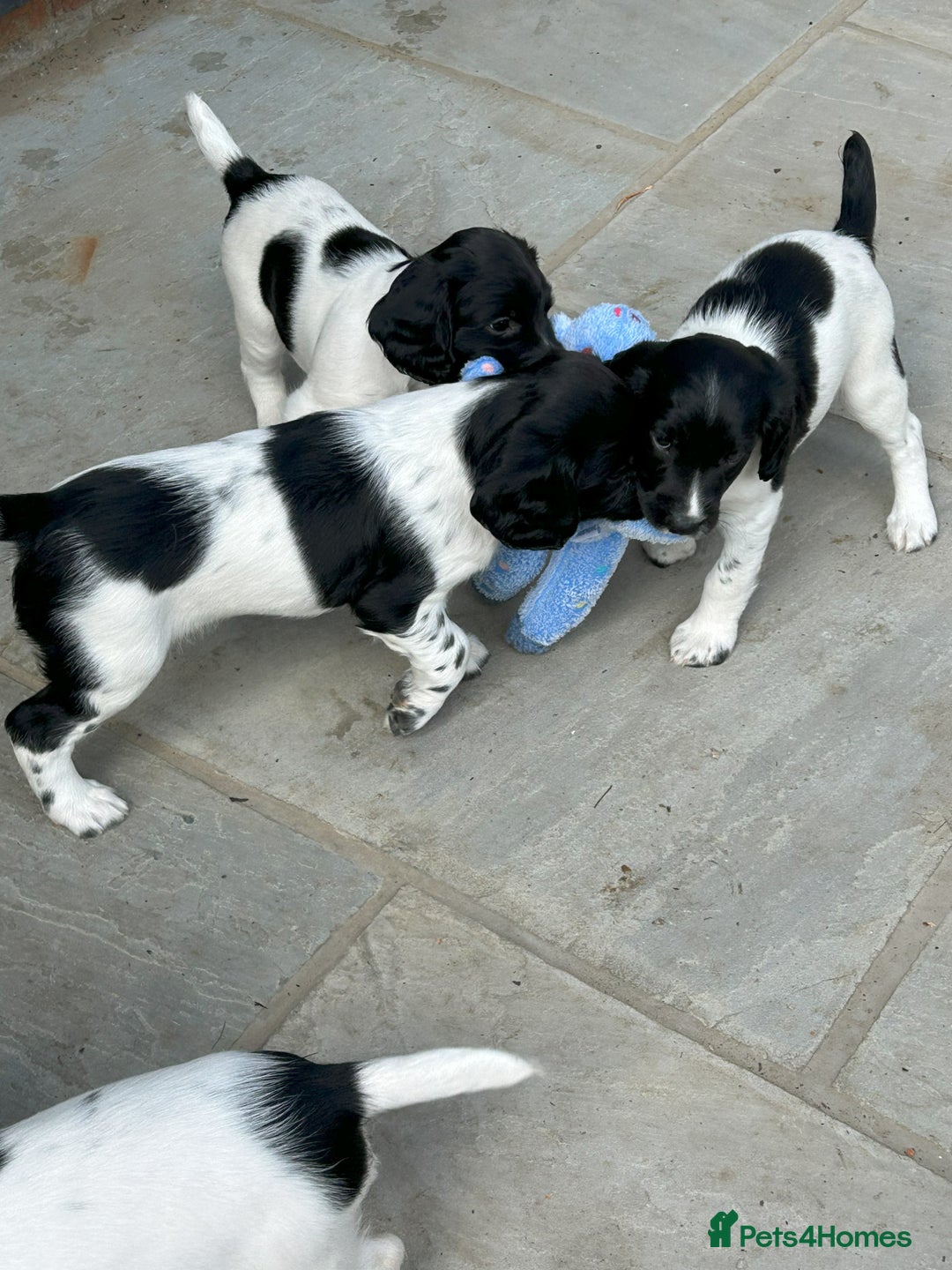 English Springer Spaniel dogs for sale: KC Reg English Springer Spaniel puppies - Image 8