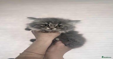 British Longhair cats British long hair kittens - Advert 13