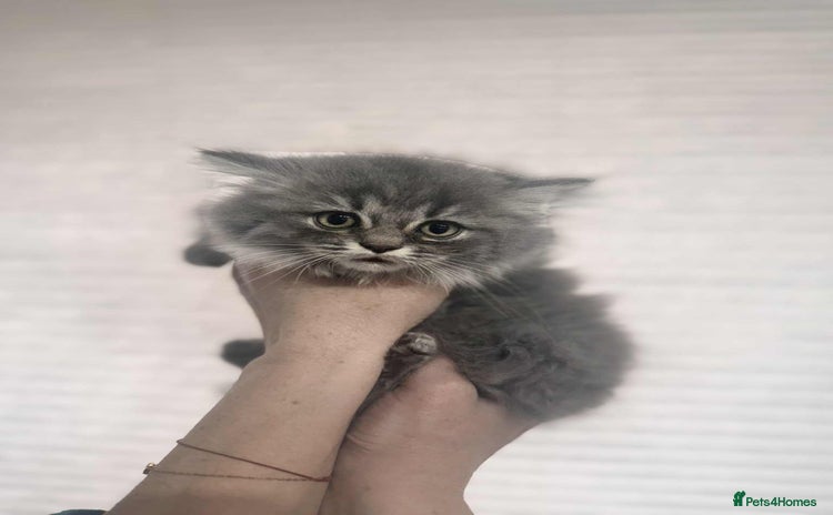 British Longhair cats - Advert 2