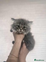 British Longhair cats British long hair kittens - Advert 5