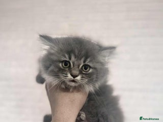 British Longhair cats - Advert 3