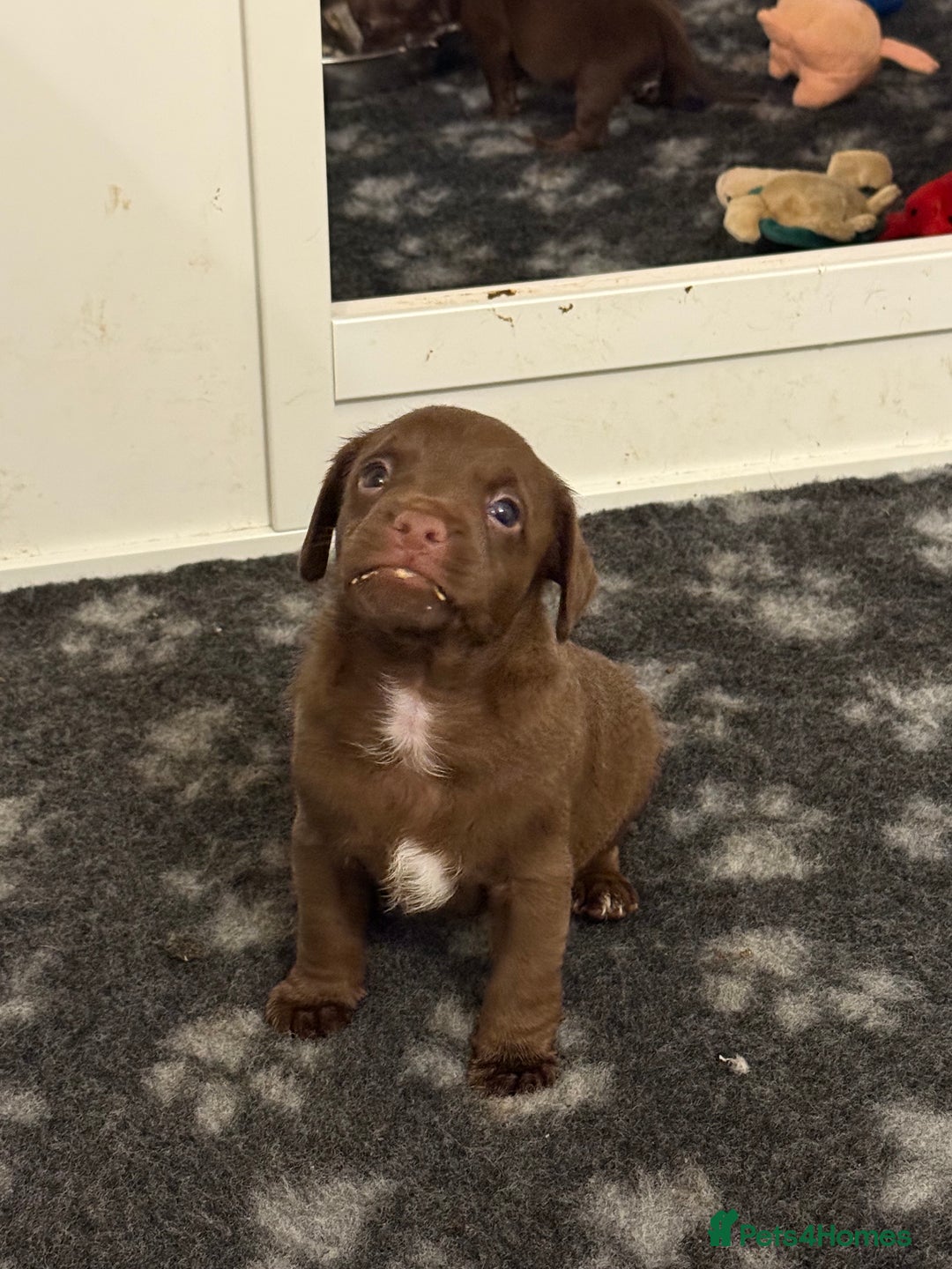 Mixed Breed dogs for sale: Frocks  - Image 3