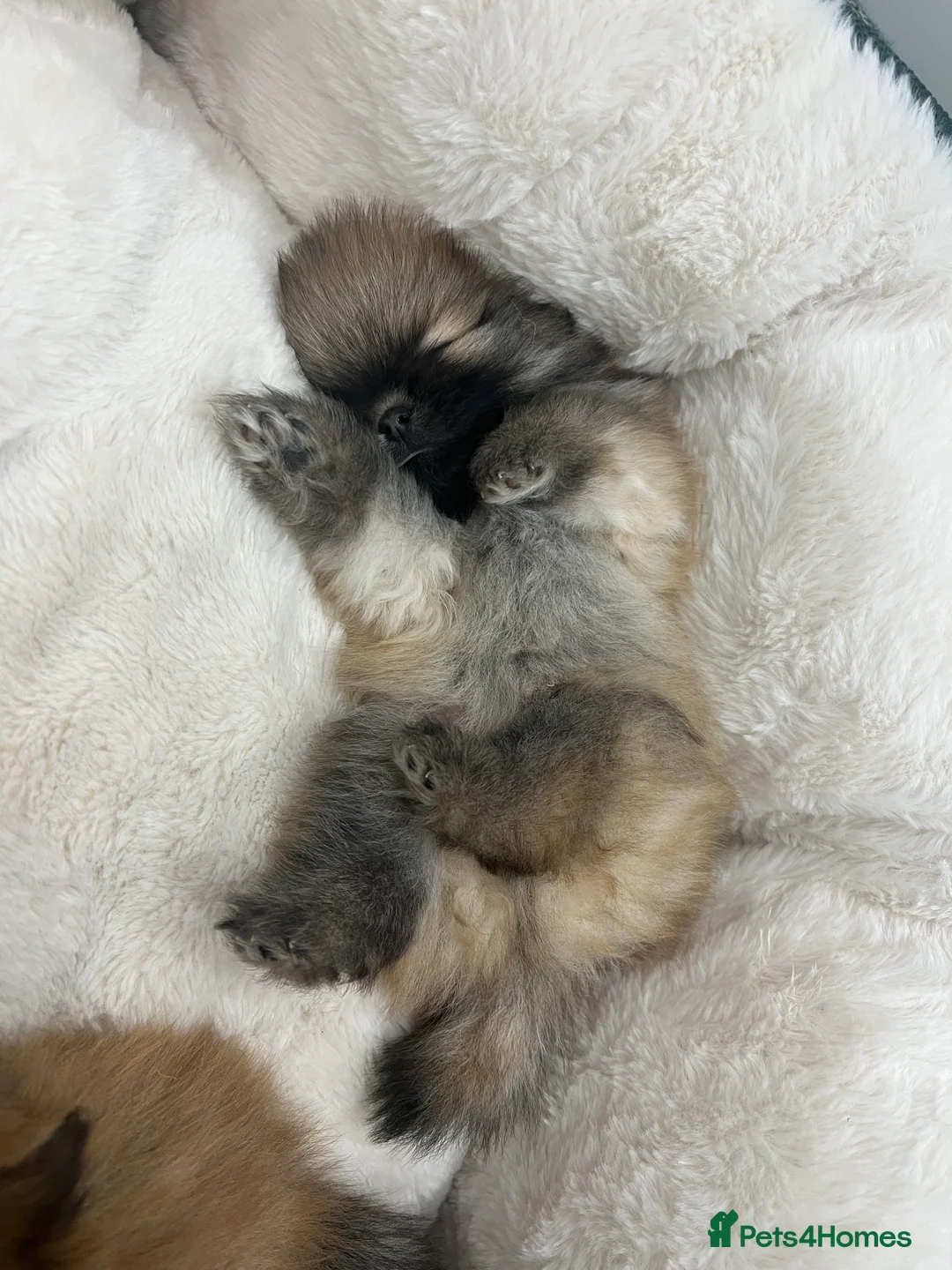 Pomeranian dogs for sale: 5 gorgeous Pomeranian puppies - Advert 11