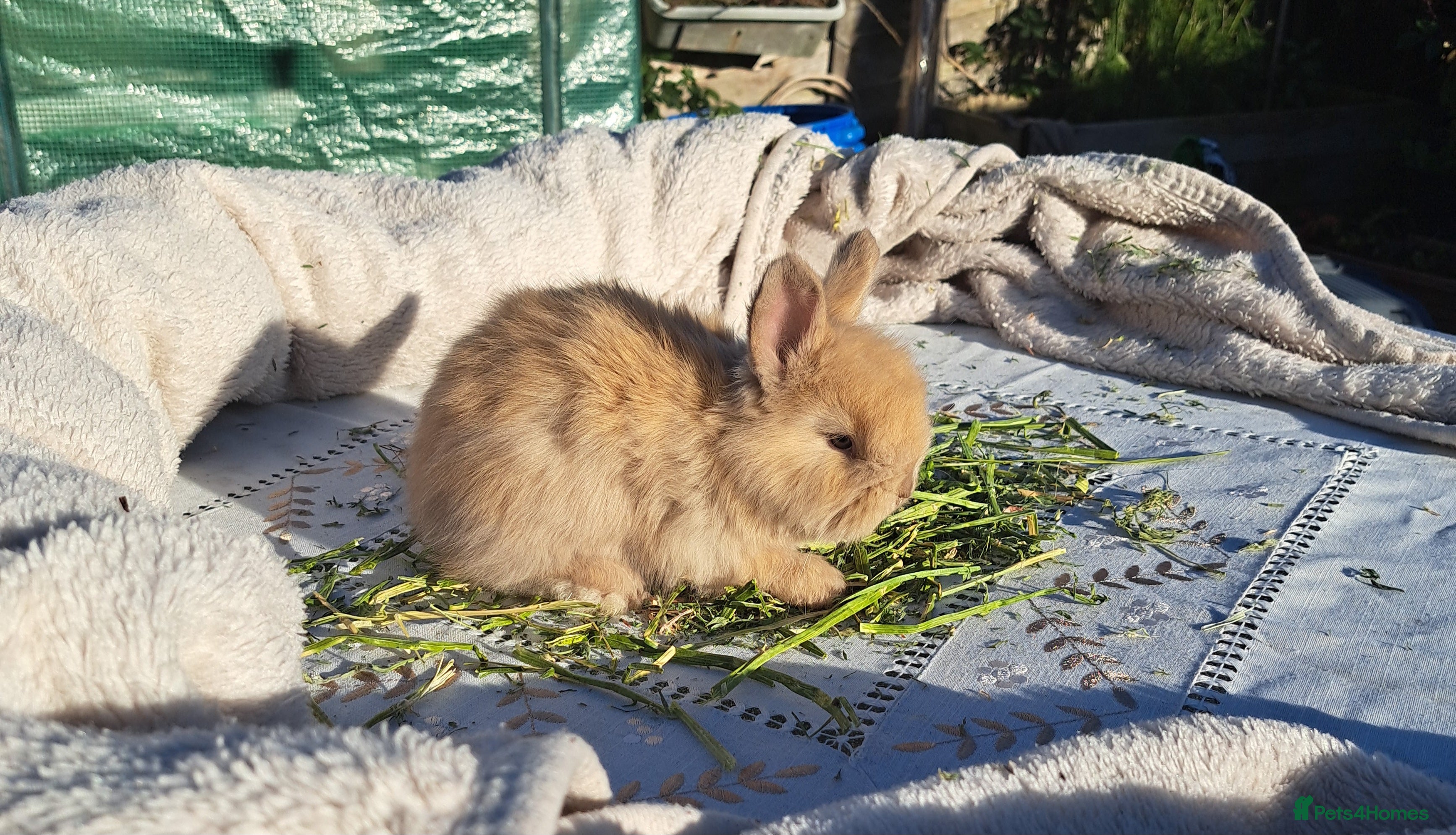 Angora rabbits Gorgeous Angora Rabbits, Full Faced. - Advert 1