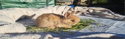 Angora rabbits for sale: Gorgeous Angora Rabbits, Pure Bred Full Faced. - Advert 25