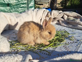Angora rabbits Gorgeous Vaccinated Angora Rabbits, Full Faced. - Advert 16