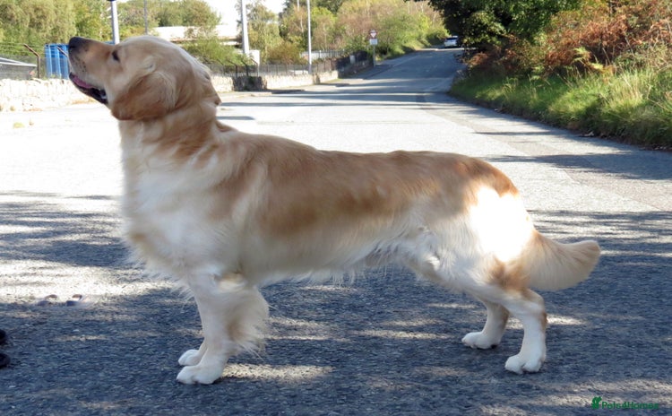 Golden Retriever dogs in Conwy - Advert 19