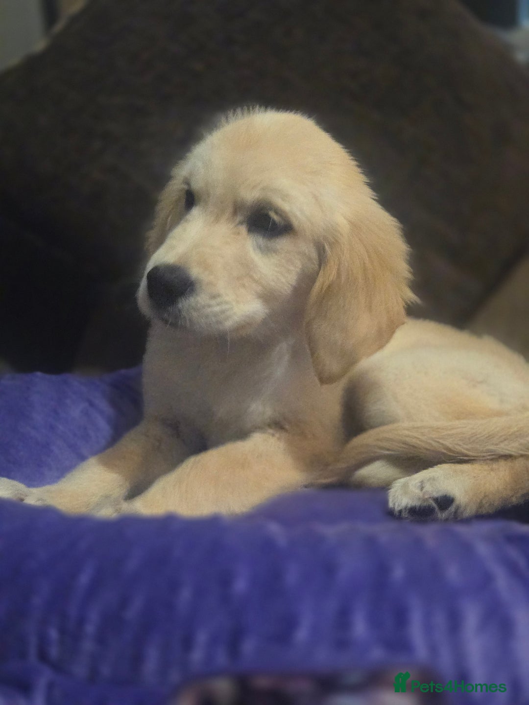 Golden Retriever dogs for sale: Ready to leave now 💕 fully vaccinated 🥰 - Image 23