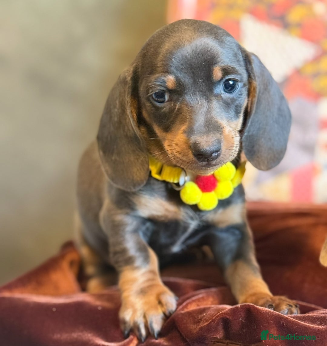 Miniature Dachshund dogs for sale: KC Reg Miniature Dachshund Puppies  - Image 3