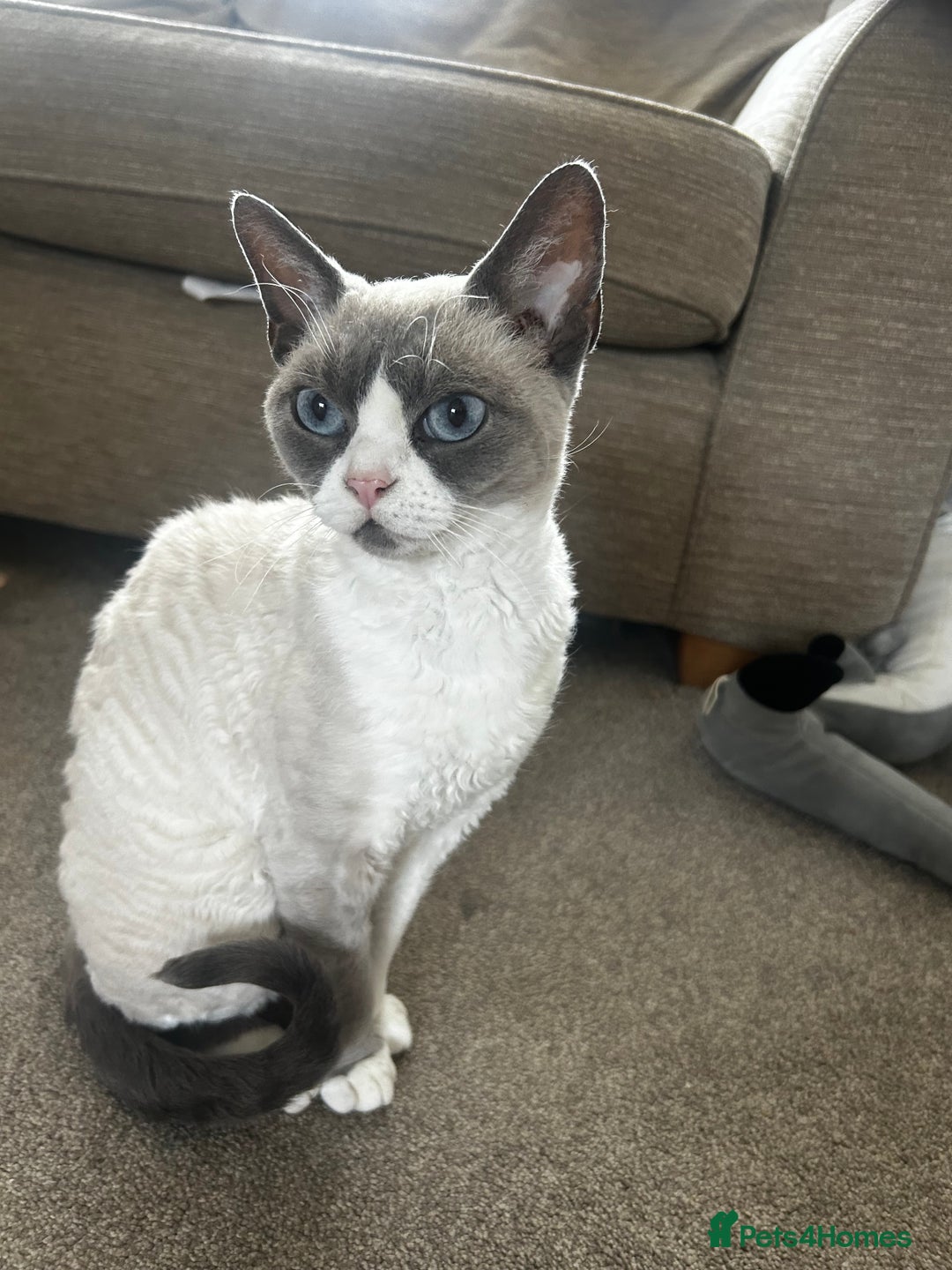 Devon Rex cats for sale: Two Devon Rex needs loving homes - adopt adoption  - Image 2