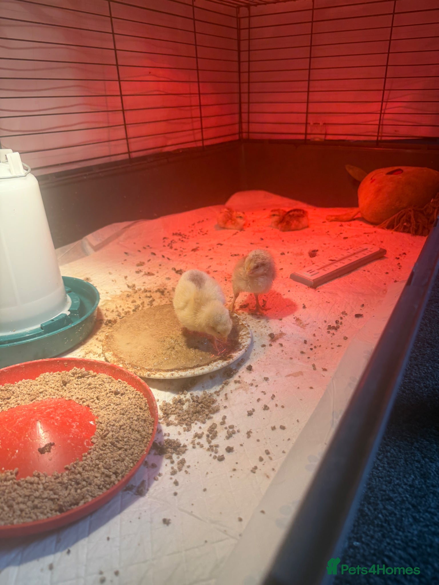 Chickens poultry Chicks for sale mixed breed  - Advert 7