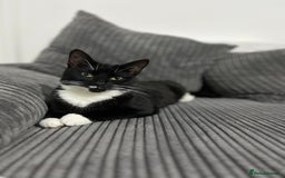 Domestic Shorthair cats for sale: Domestic short hair tuxedo cat - Image 5