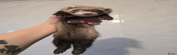 Ferret rodents for sale: Friendly Ferret Girls - Advert 4