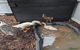 Ducks poultry for sale: Indian runner ducks  - Image 2