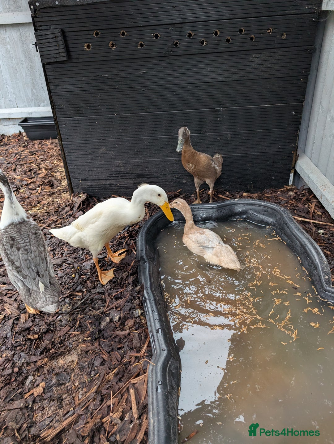 Ducks poultry for sale: Indian runner ducks  - Image 2