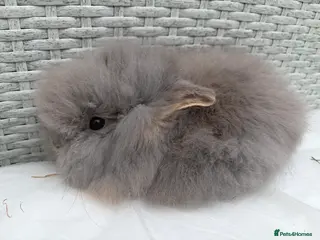 Lionhead rabbits Double mane lion head baby’s for sale - Advert 17