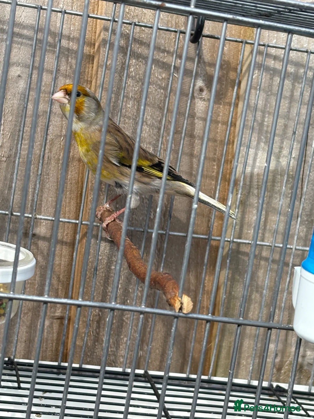 Mixed Breed birds for sale: Mules goldfinches  - Advert 1