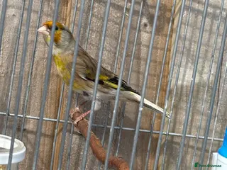 Mixed Breed birds Mules goldfinches - Advert 1