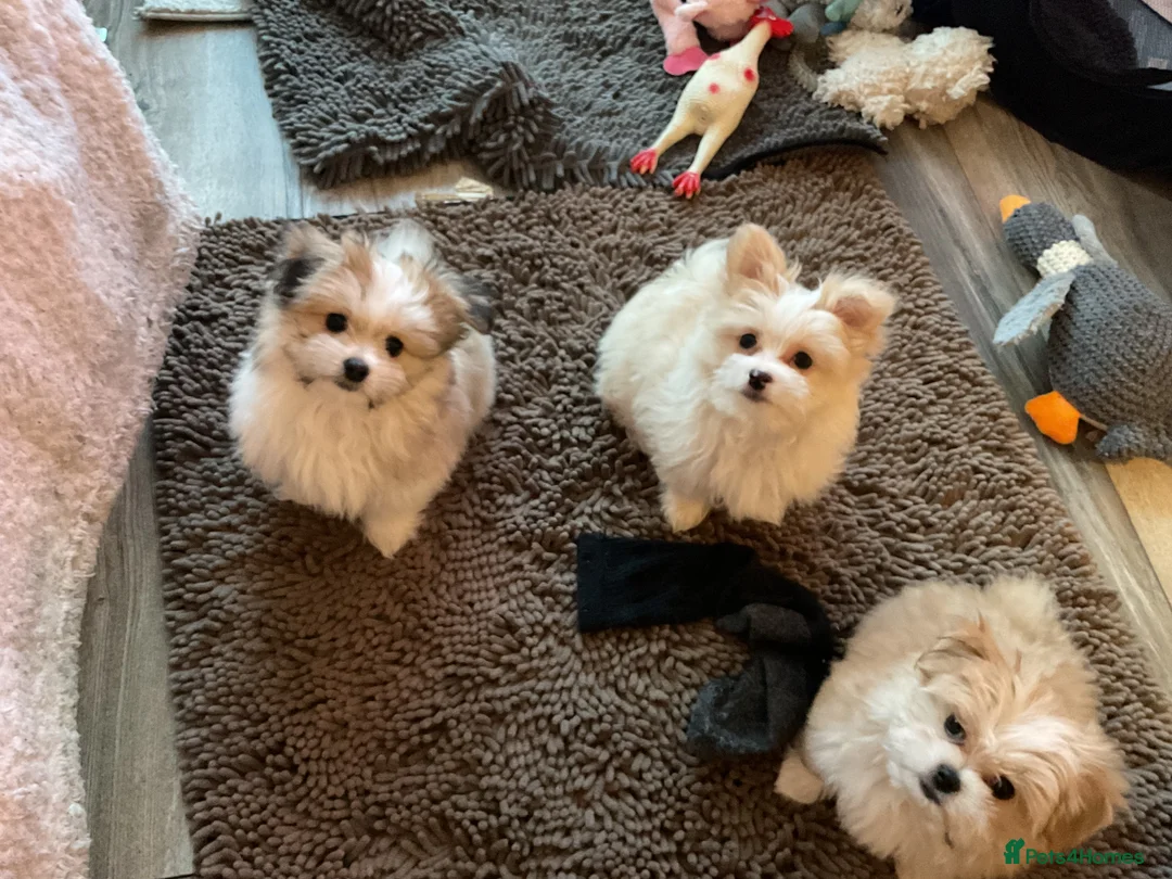Mixed Breed dogs for sale: Malti-Pom Puppies - £1200 - 3 Left - Advert 13