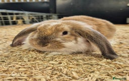 French Lop rabbits for sale: French Lops Ready Now - Image 5