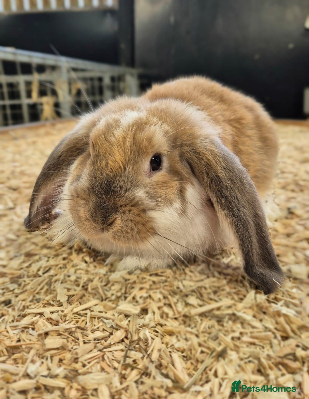 French Lop rabbits for sale: French Lops Ready Now - Image 5