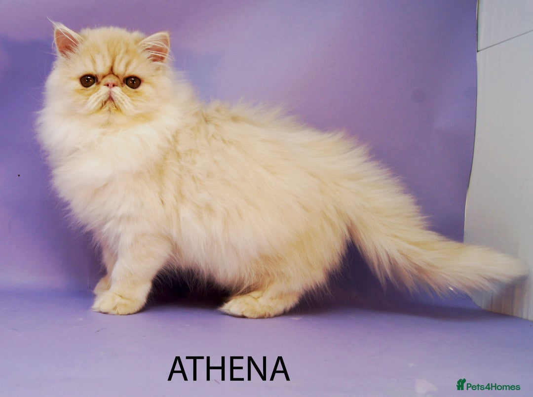 Persian cats for sale: GCCF Active - Show/Breed Quality Persian Females - Advert 5