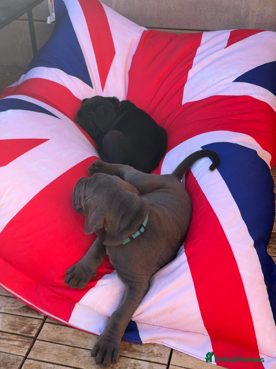 Cane Corso dogs for sale: Rare Blue Cane Corso Male | European Bloodlines - Advert 1