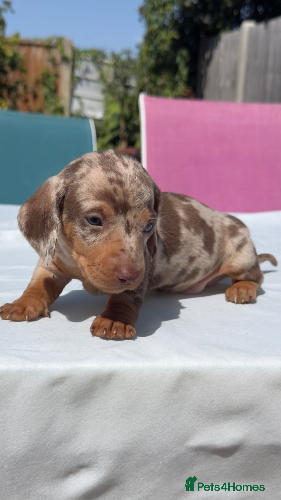 Miniature Dachshund dogs Beautiful mini dachshund  - Advert 4