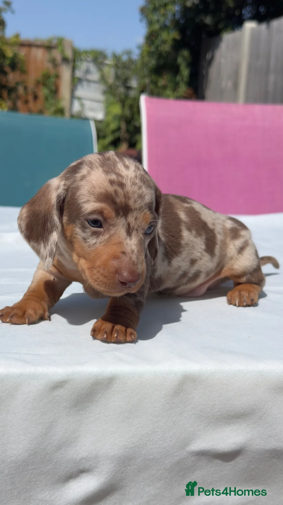 Miniature Dachshund dogs for sale: Beautiful mini dachshund  in Tilbury - Advert 1