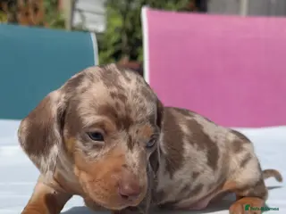 Miniature Dachshund dogs Beautiful mini dachshund - Advert 4