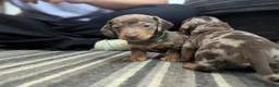 Dachshund dogs for sale: Gorgeous Smooth-Haired Dachshund Puppies - Advert 21