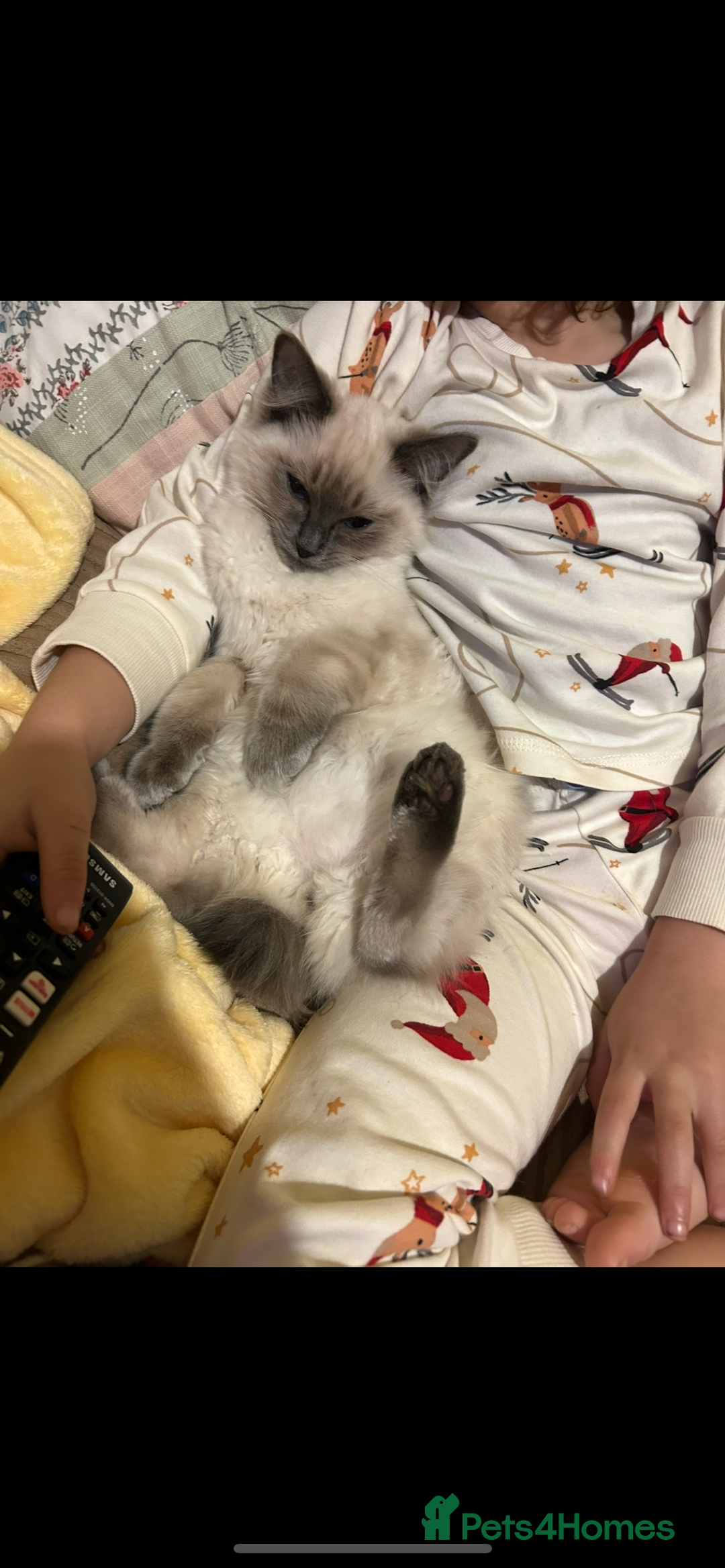 Ragdoll cats for sale: Ragdoll kittens - male - Advert 36