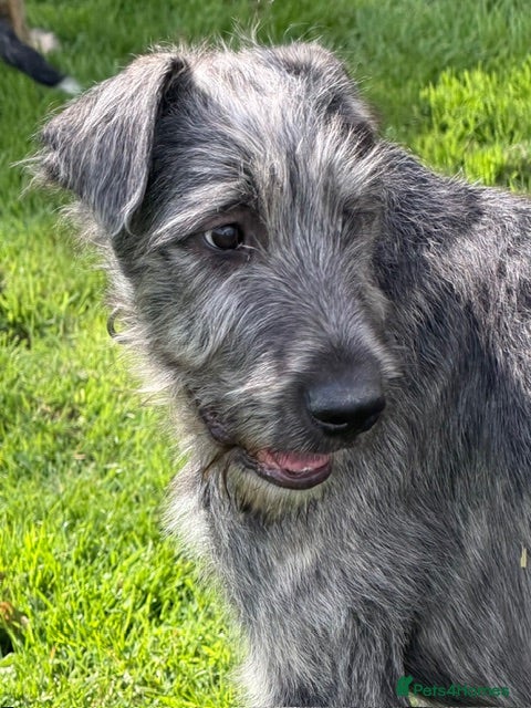 Irish Wolfhound dogs BEAUTIFUL FEMALE IWH PUPPY FOR SALE - Advert 2