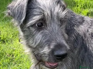 Irish Wolfhound dogs BEAUTIFUL FEMALE IWH PUPPY FOR SALE - Advert 2