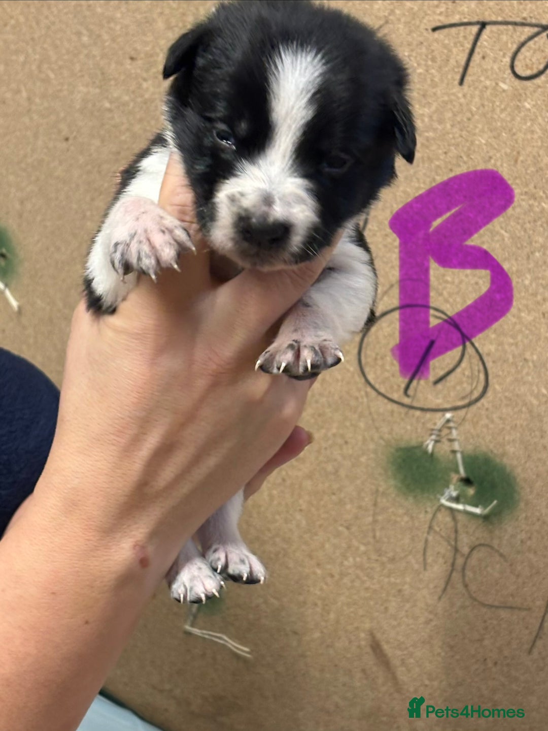 Border Collie dogs for sale: Border collie puppies - Advert 7