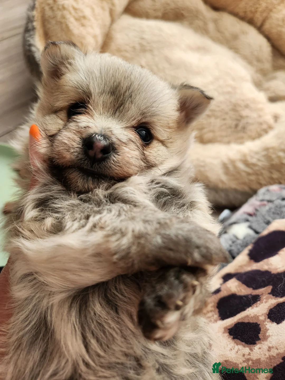 Mixed Breed dogs for sale: Yorkie pom  - Advert 1