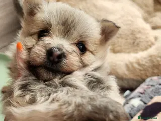 Mixed Breed dogs Yorkie pom - Advert 1