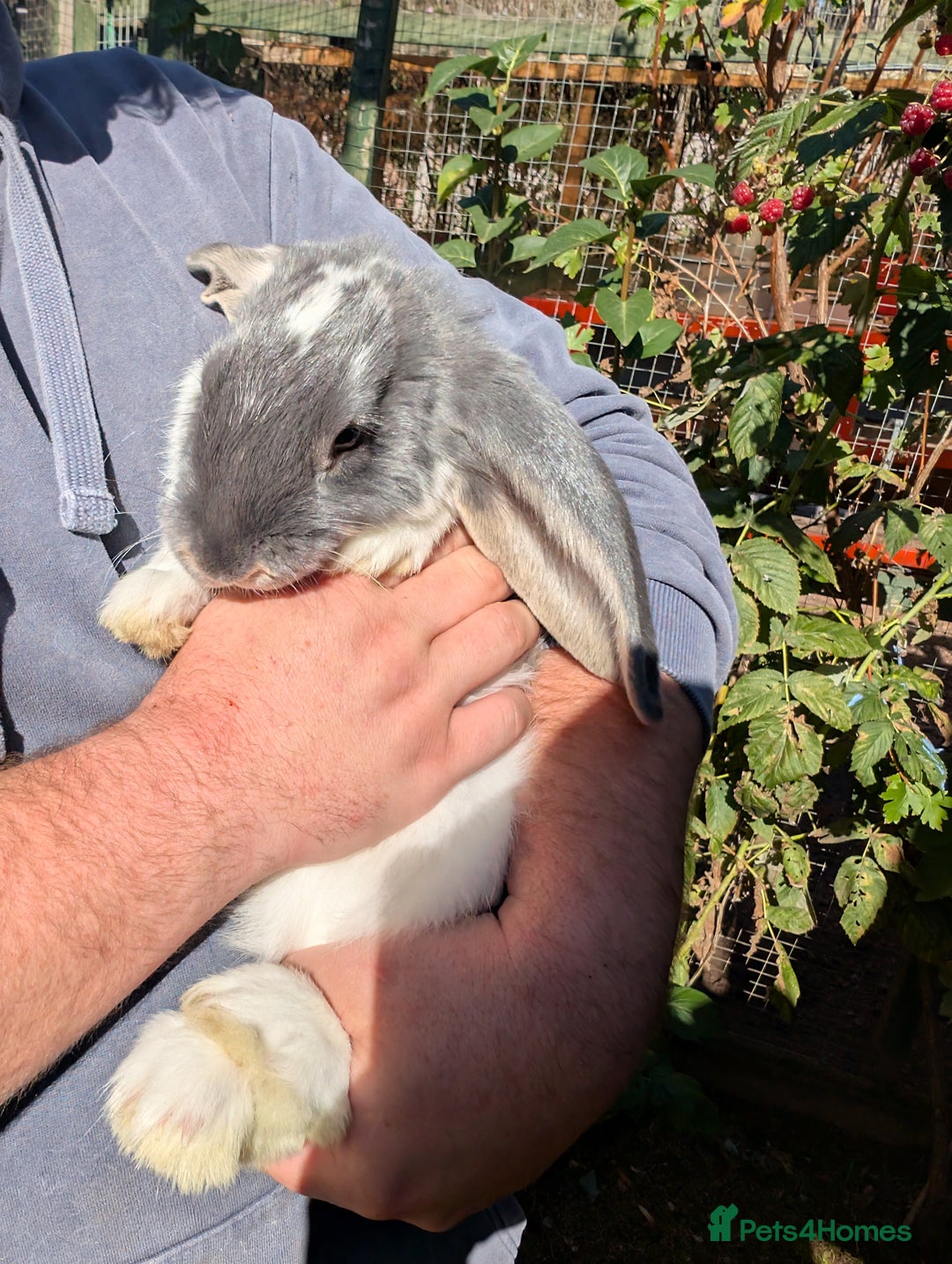 French Lop rabbits for sale: Beautiful French lops  - Image 2