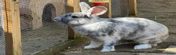 Mixed Breed rabbits for sale: Malcolm and Tiggy  - Advert 5
