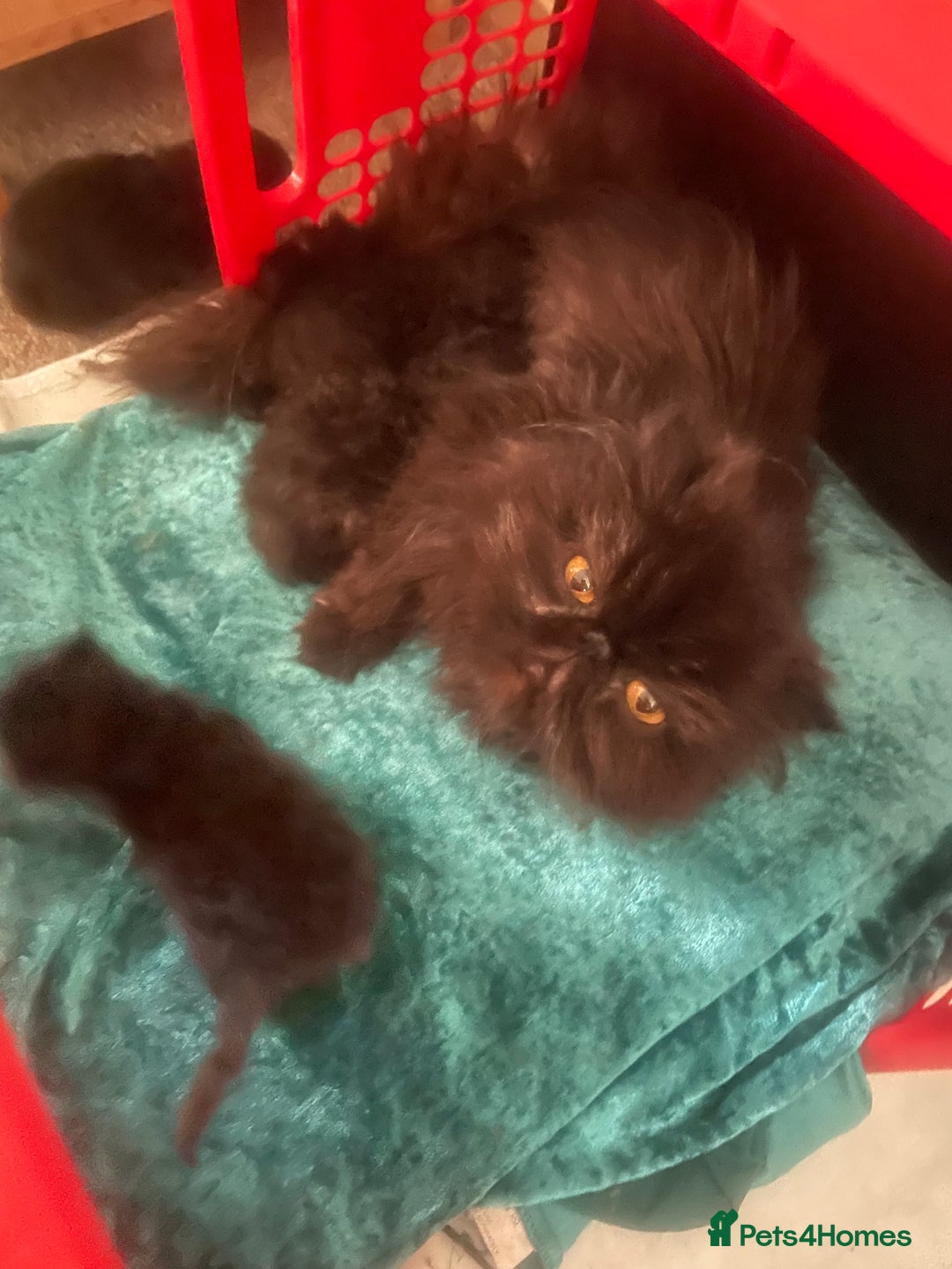Persian cats for sale: Gorgeous Black Persian Kittens – GCCF Registered  - Image 2