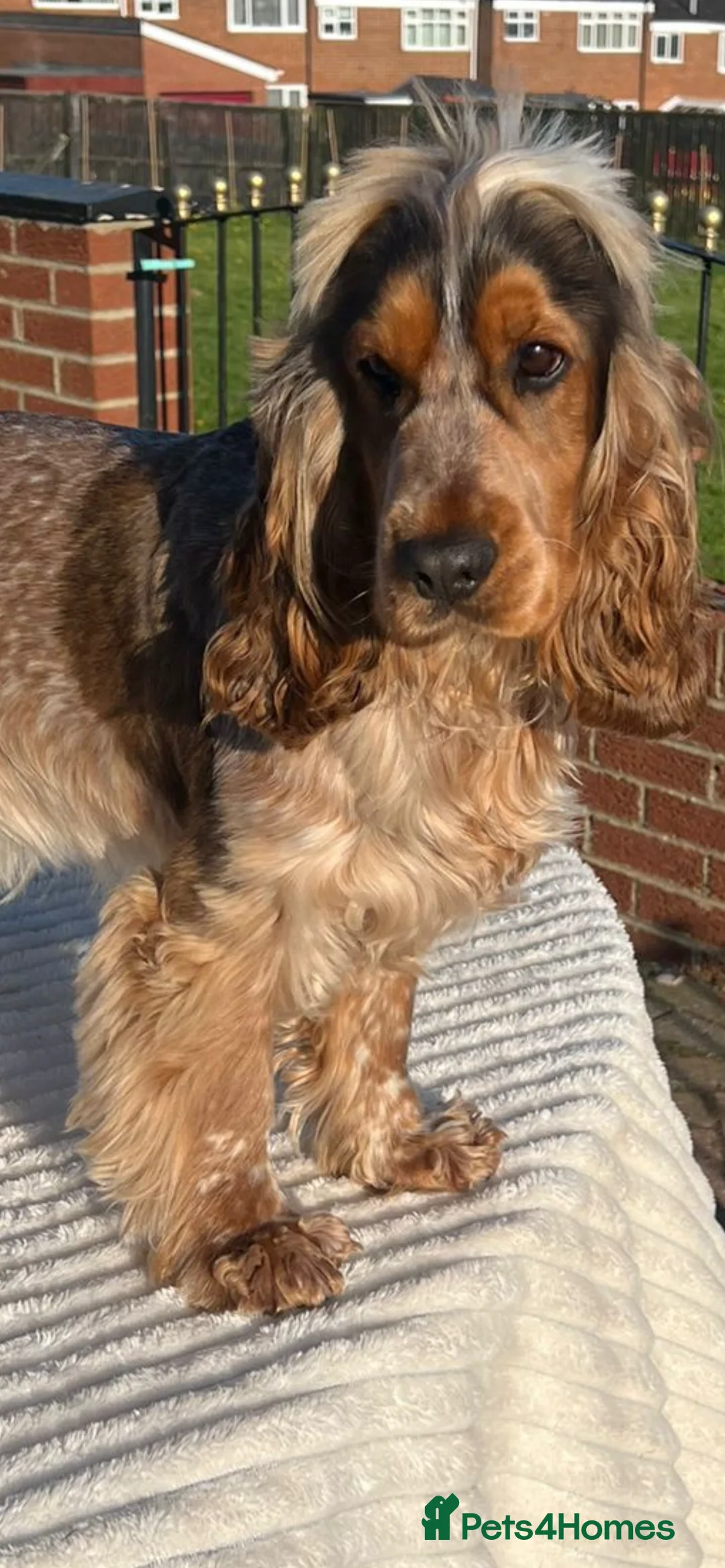 Cocker Spaniel dogs for stud: 2 PROVEN/HEALTH CLEAR KC Show Cocker Spaniels Stud in Shildon - Advert 10