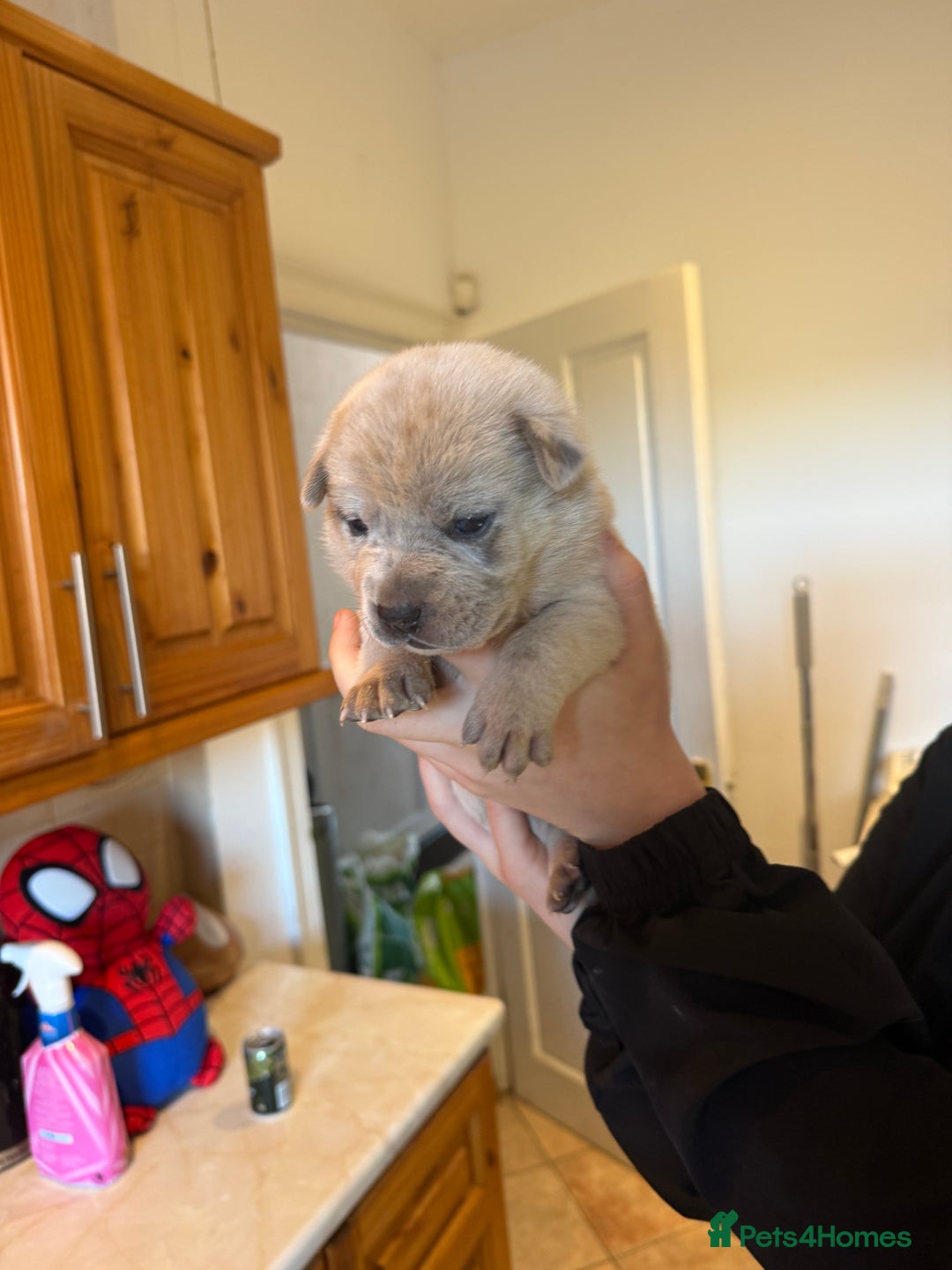 Mixed Breed dogs for sale: American bulldog / chowchow  - Advert 12