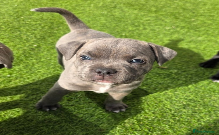 Staffordshire Bull Terrier dogs - Advert 7