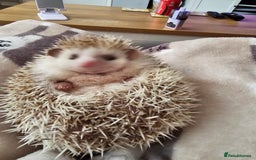 Pygmy Hedgehog rodents for sale: Hedgehog- Mr prickles  - Image 6